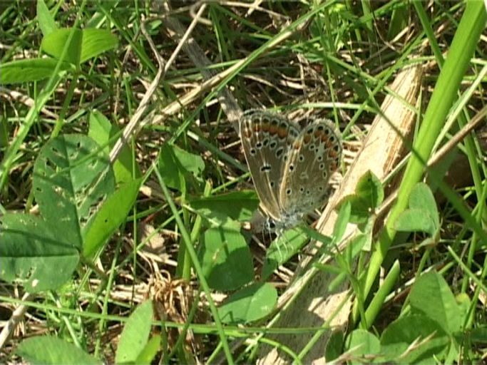 Hauhechelbläuling ( Polyommatus icarus ), Weibchen : Am Niederrhein, Biotop, 17.08.2005